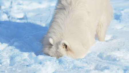 Dog digs in the snowの写真素材