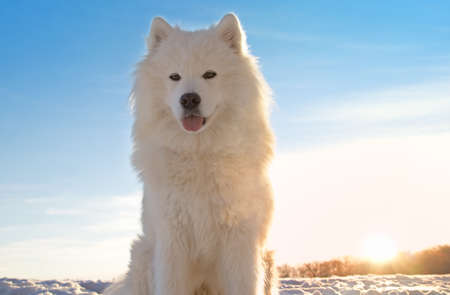 Samoyed dog sitting in the snowの写真素材