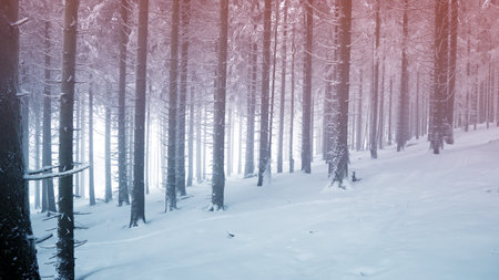 snowfall in the winter forestの写真素材