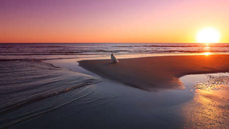 Samoyed dog on the beach at sunsetの写真素材