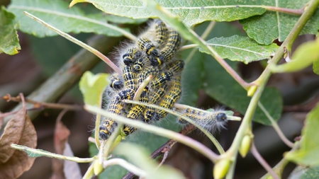 Buff-tip (Phalera bucephala) caterpillars eating leafの写真素材