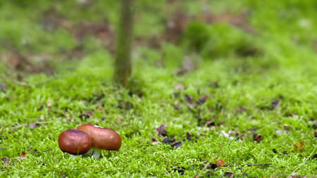 small mushrooms in the forestの写真素材
