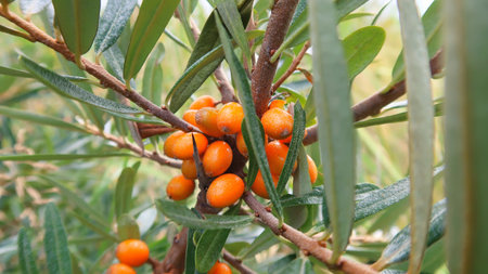 branch of orange buckthorn berriesの写真素材