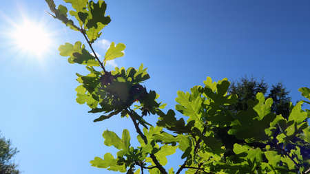 Oak leaves in backlight with blue skyの写真素材