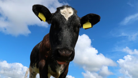 Cow portrait against the blue skyの写真素材