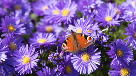 peacock butterfly on violet astersの写真素材