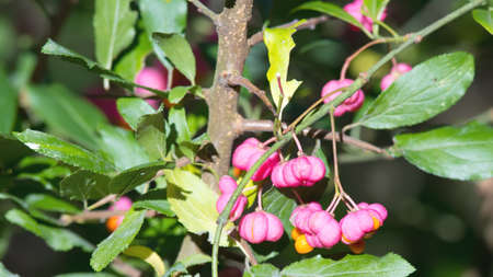 Pink fruit on European or common spindle treeの写真素材