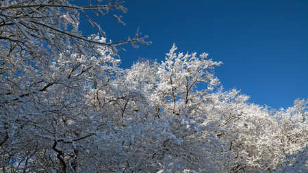 snow covered shrubs with a clear blue skyの写真素材