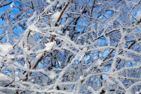snow covered shrubs with a clear blue skyの写真素材