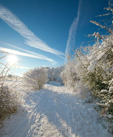 winter landscape with morning sunの写真素材