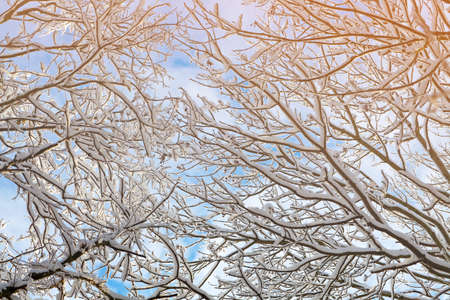 snow covered shrubs with a clear blue skyの写真素材