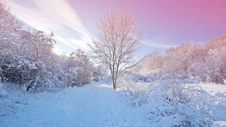 winter landscape with morning sunの写真素材