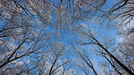 snow covered trees against a blue skyの写真素材