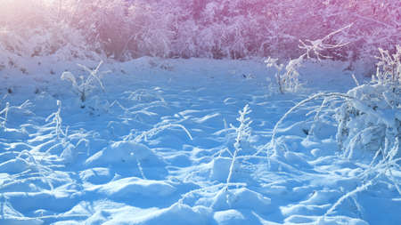 winter landscape with morning sunの写真素材