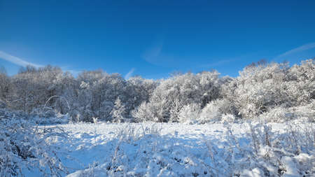 winter landscape with morning sunの写真素材