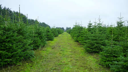 plantation with green christmas firsの写真素材