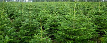 plantation with green christmas firsの写真素材