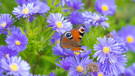 peacock butterfly on violet astersの写真素材