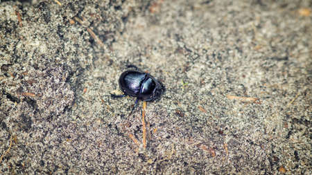 Earth boring dung beetle on the groundの写真素材