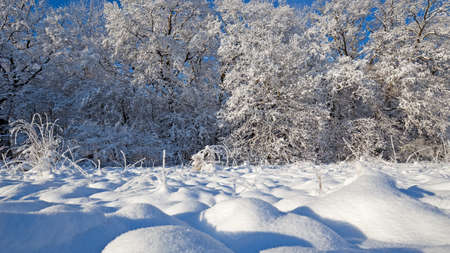 winter landscape with morning sunの写真素材
