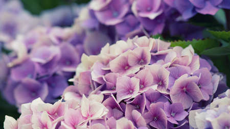 pink hydrangea flowers in the garden, shallow depth of fieldの写真素材