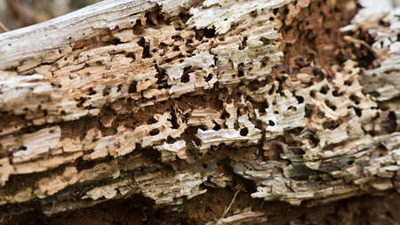 Old tree trunk with holes from a woodwormの写真素材