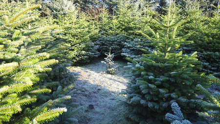 plantation with green christmas firsの写真素材