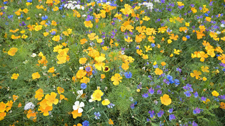 summer meadow with colorful flowersの写真素材