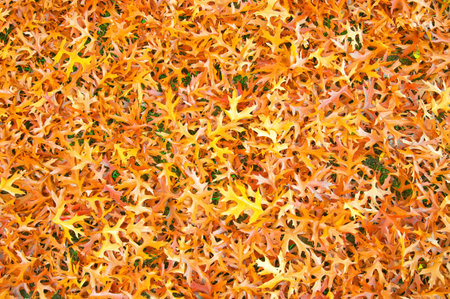 colorful autumn leaves on the groundの写真素材