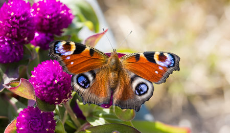 peacock butterfly on pink flowersの写真素材