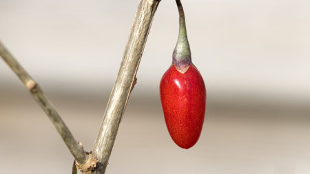 single goji berry on a branch close-upの写真素材