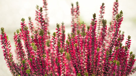 pink heather in the close up view, shallow depth of fieldの写真素材
