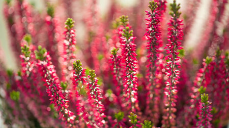 pink heather in the close up view, shallow depth of fieldの写真素材