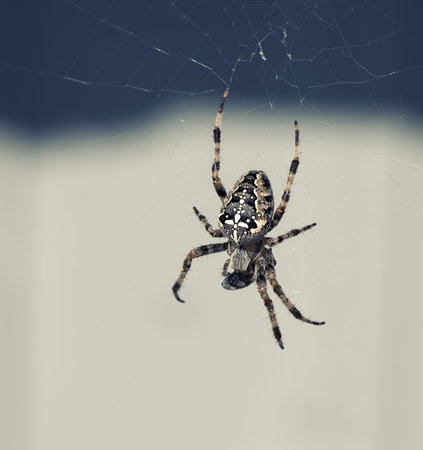 European Garden Spider with prey in spider web