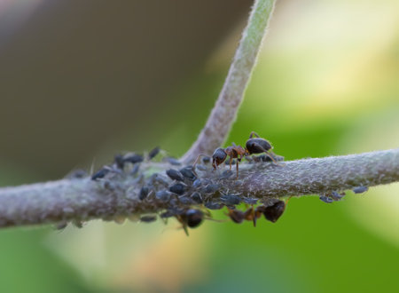 Close-up of ants and aphidsの写真素材