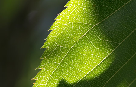 Close-up of a leaf of a cherry treeの写真素材