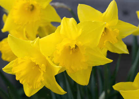 Bright yellow daffodil in a gardenの写真素材