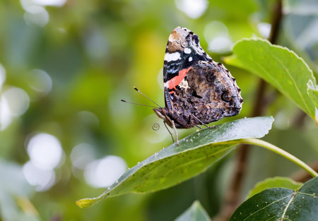 Red admiral butterfly on a green leafの写真素材