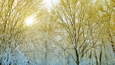 Winter landscape with sun shining through the tree branchesの写真素材