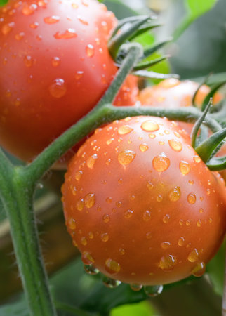 Ripe tomatoes on the vine after a rainの写真素材