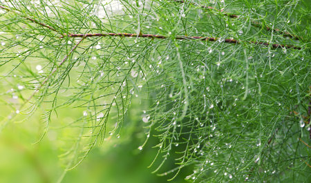Close up of a tamarisk branch with water dropsの写真素材