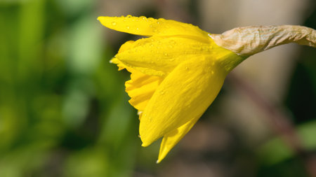 Bright yellow daffodil in a gardenの写真素材