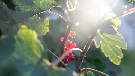 Red currant in backlight at sunsetの写真素材