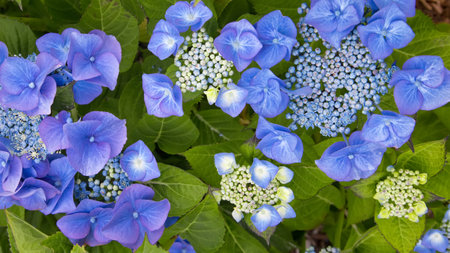 Blue hydrangea flowers in the gardenの写真素材