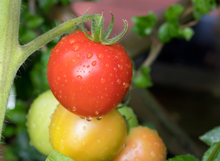 Ripe and unripe tomatoes on the vine after a rainの写真素材