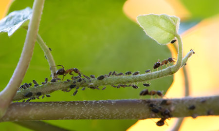 Close-up of ants and aphidsの写真素材