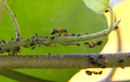 Close-up of ants and aphidsの写真素材