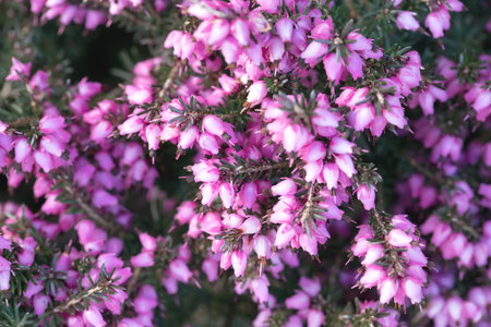 Pink heather in the close up view, shallow depth of fieldの写真素材