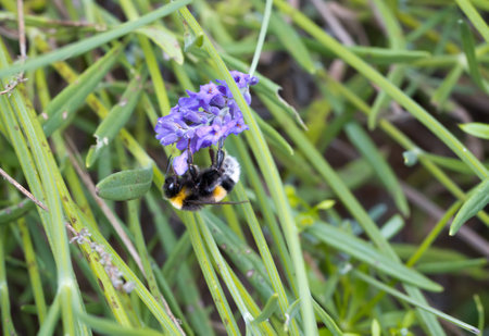 Blooming lavender with bumblebee in a gardenの写真素材