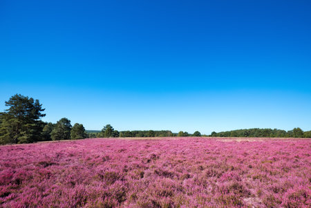 Pink heather landscape with a blue skyの写真素材